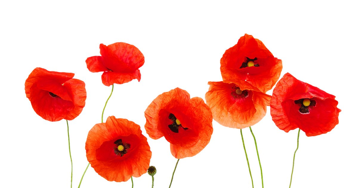 Rememberance Poppies for Memorial Day - S&S Blog