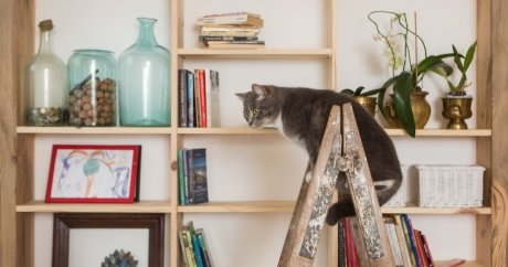 Hiding your cat painting and other lessons I learned while selling our condo