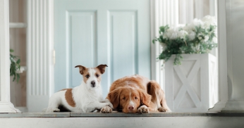 How do different dog breeds affect your home insurance?