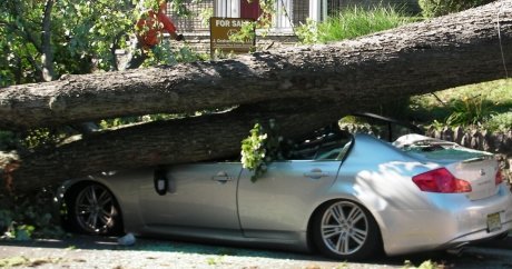 Car crushed by tree in Montreal is perfect insurance ad