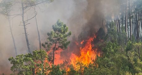 Nova Scotia places ban on woods due to wildfire