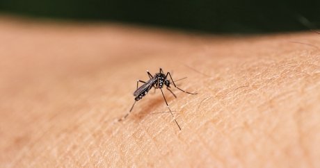 The International Zika emergency is over, says WHO